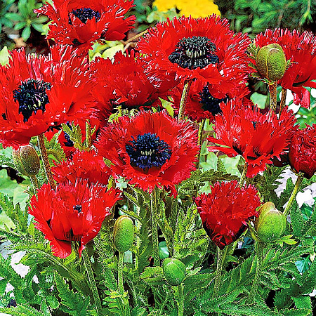 Фото Мак Турчанка