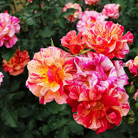 Фото Роза флорибунда Эдгар Дега