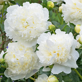 Пион Дюшес де Немур