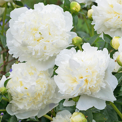 Пион Дюшес де Немур