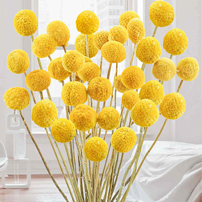 Краспедия Барабанные палочки