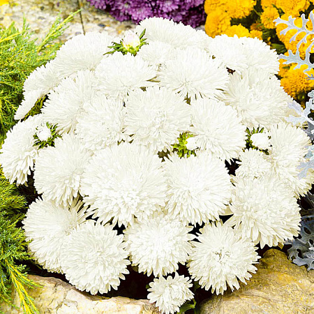 Фото Астра Миледи Белая