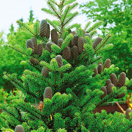 Фото Пихта Корейская