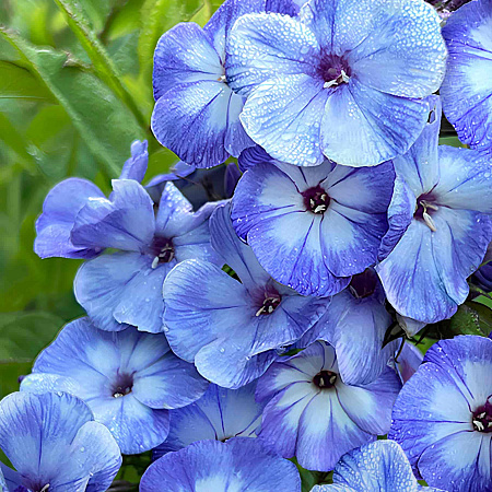 Фото Флокс метельчатый Гжель