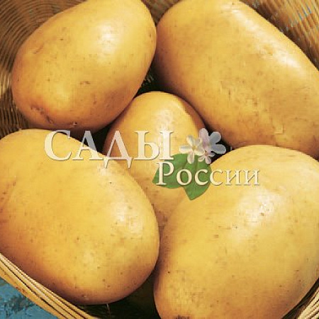 Фото Картофель Импала