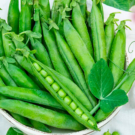 Фото Горох Сахарная девочка