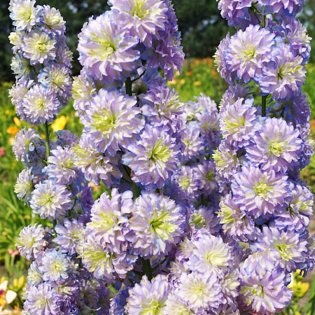 Фото Дельфиниум Кристал Делайт