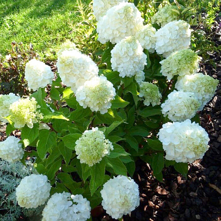 Фото Гортензия метельчатая Мэджикал монблан