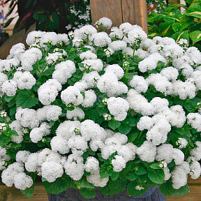 Агератум Белый шар