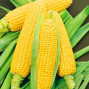 Кукуруза Леженд