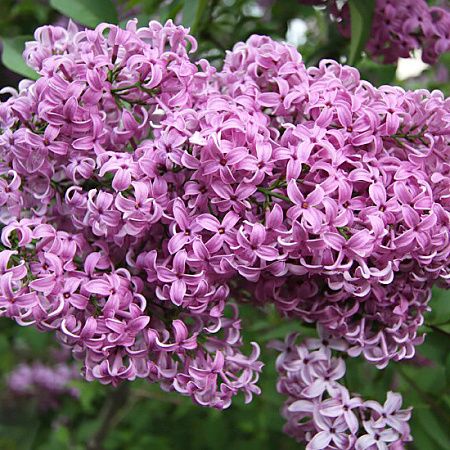 Фото Сирень китайская Саугеана