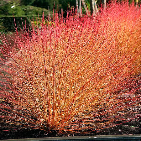 Фото Дёрен Мэджик флейм