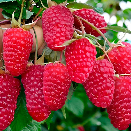 Фото Малина ремонтантная Пшехиба