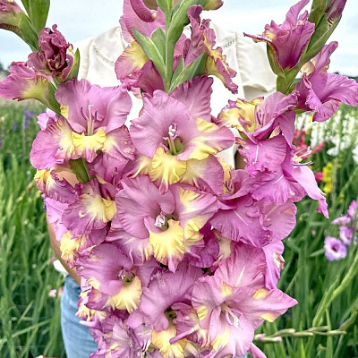 Гладиолус Санбелт