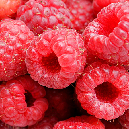 Фото Малина ремонтантная Херитейдж