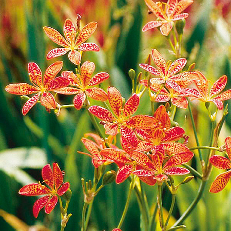 Фото Беламканда китайская