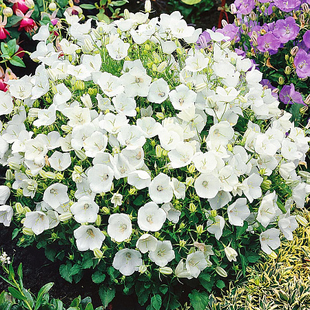 Фото Колокольчик карпатский Альпийская баллада