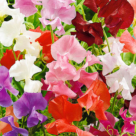 Фото Душистый горошек Калейдоскоп