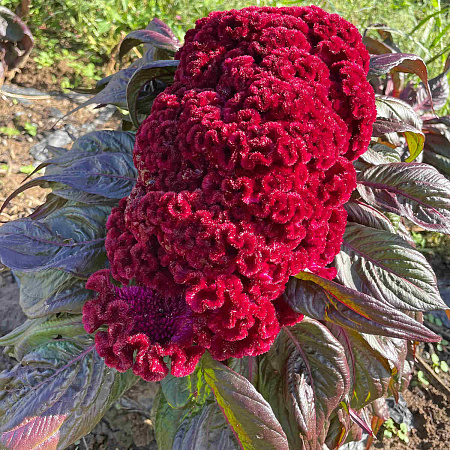 Фото Целозия гребенчатая Дракула