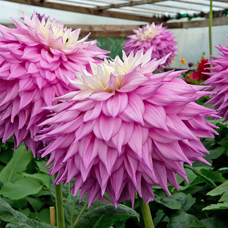 Фото Георгин крупноцветковый Сэр Альф Рамси