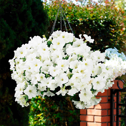 Купить семена Петуния Суперкаскад Белая — от НПО Сады Росcии