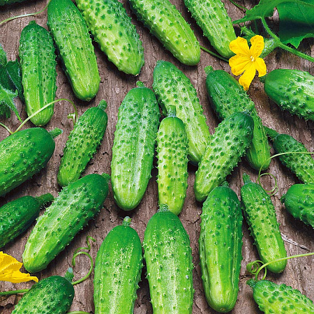 Фото Огурец Гектор F1