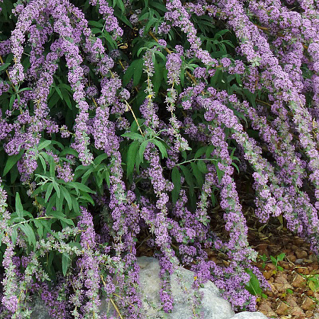 Фото Буддлея очереднолистная
