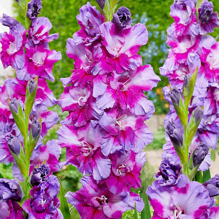Фото Гладиолус Перпл Арт