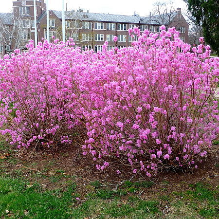 Фото Рододендрон остроконечный