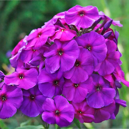 Фото Флокс метельчатый Перпл Парадайз