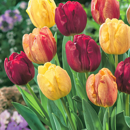 Фото Тюльпан Кис Долард