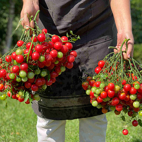 Помидор Курабье