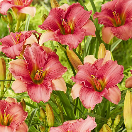 Фото Лилейник Фуксия Чарм