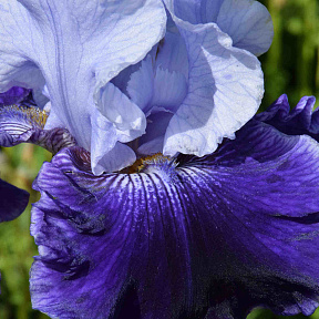 Ирис бородатый Ворлд Премьер