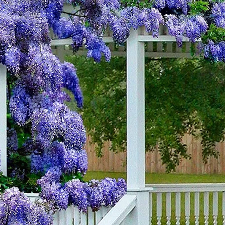 Фото Глициния макростахия Блю мун