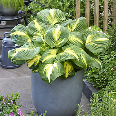 Хоста Хитвейф хармони