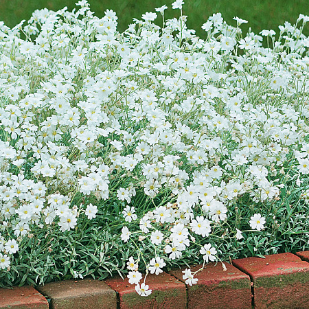 Фото Ясколка войлочная