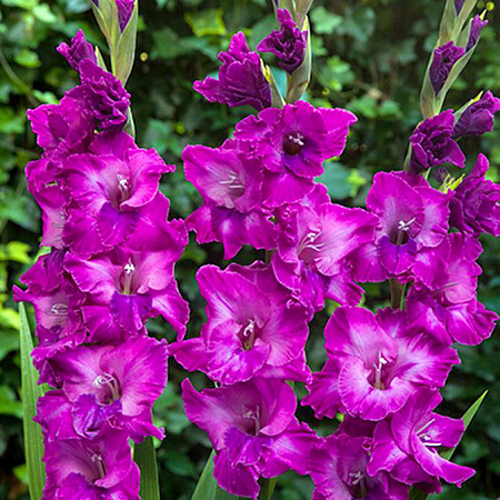 Фото Гладиолус Шоуберд