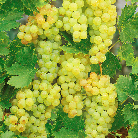 Фото Виноград Мускат белый сверхранний