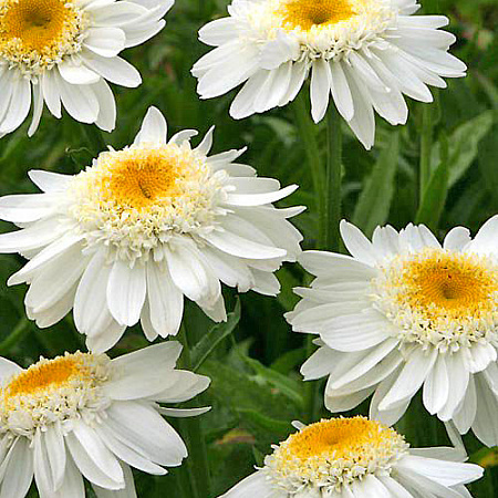 Фото Нивяник Санни Сайд Ап