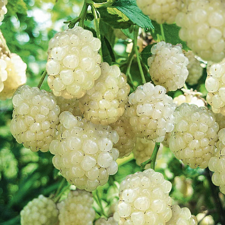 Фото Ежевика Полар берри