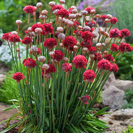 Фото Армерия ложноармерия Балерина Ред