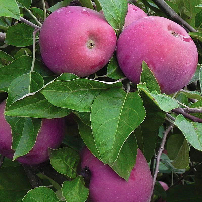 Яблоня Анис пурпуровый