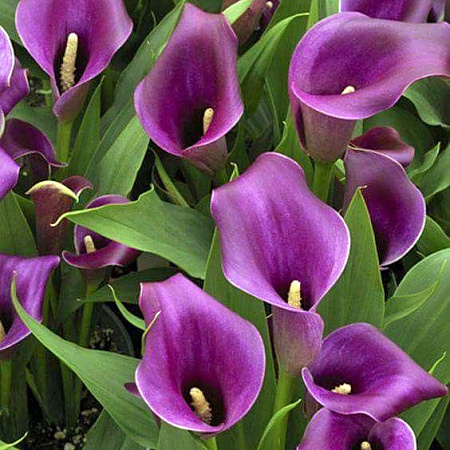 Фото Калла Перпл