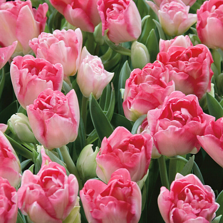 Фото Тюльпан Анжелика