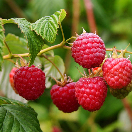 Фото Малина летняя Вилламет