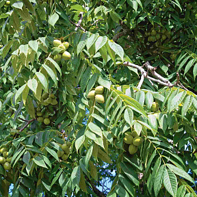 Орех Маньчжурский