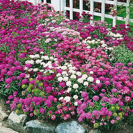 Фото Иберис Сказка Яркий набор