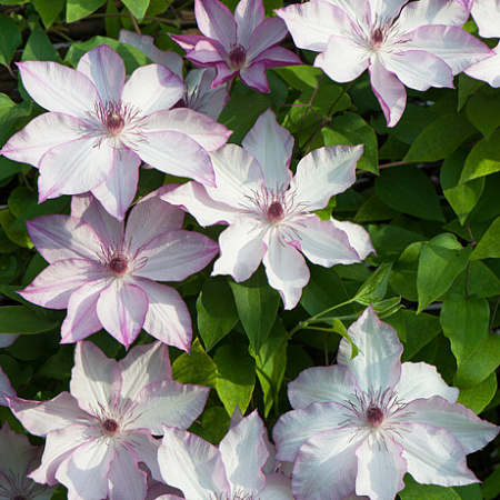 Фото Клематис Омоширо