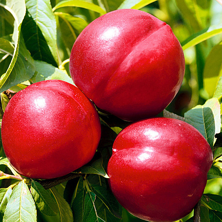 Фото Слива Михальчик